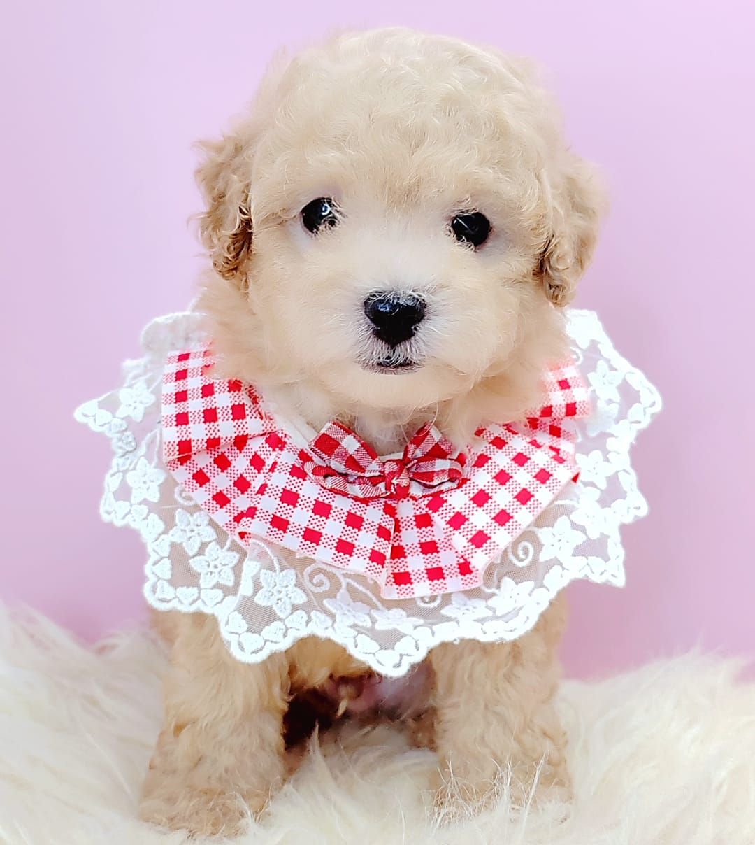 Poodle 娉拌开璐靛