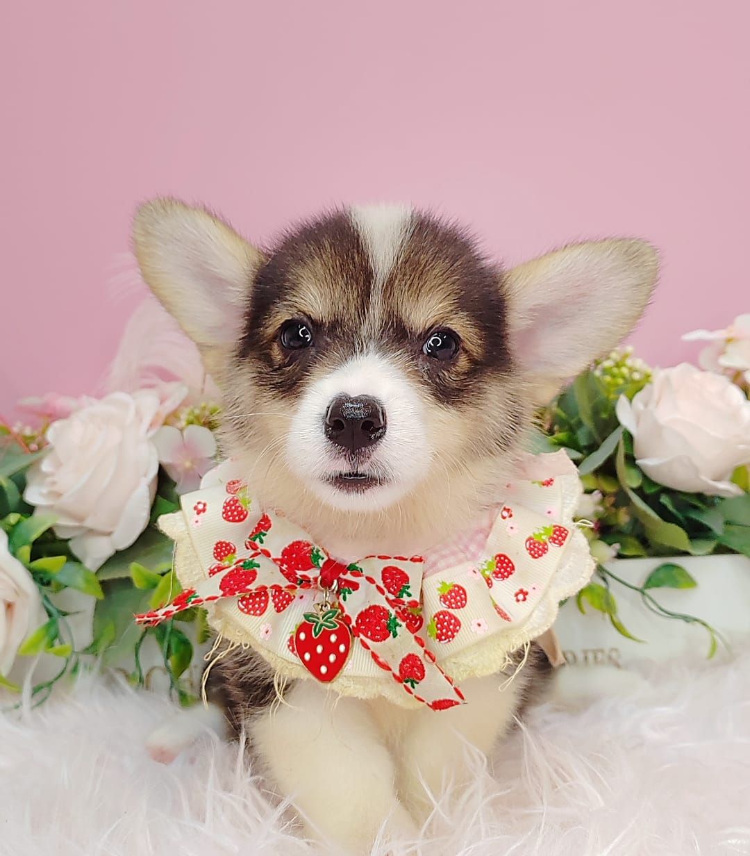Welsh Corgi 柯基