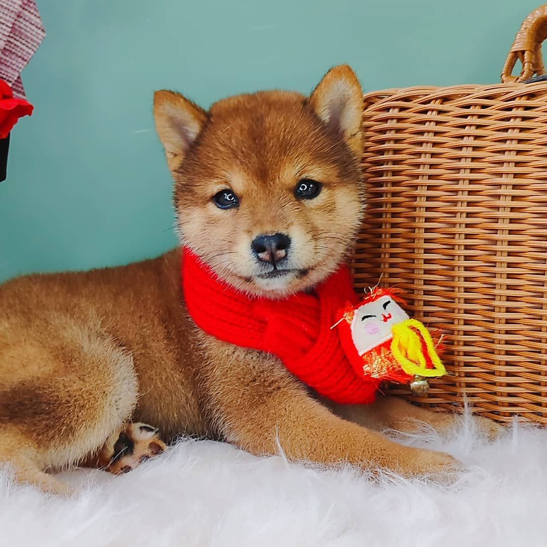 Shiba Inu 柴犬