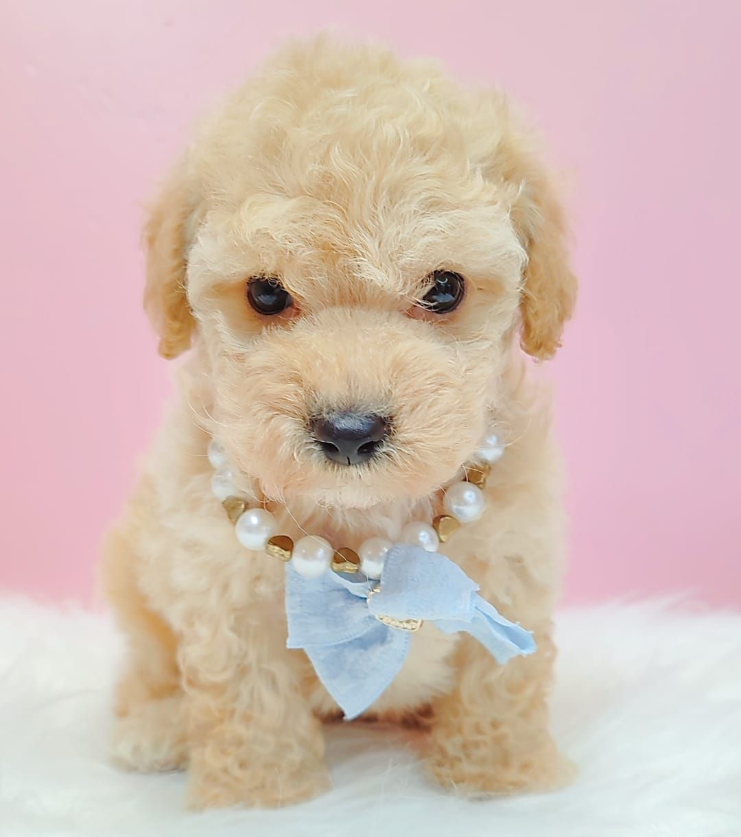 Maltipoo 马尔泰迪