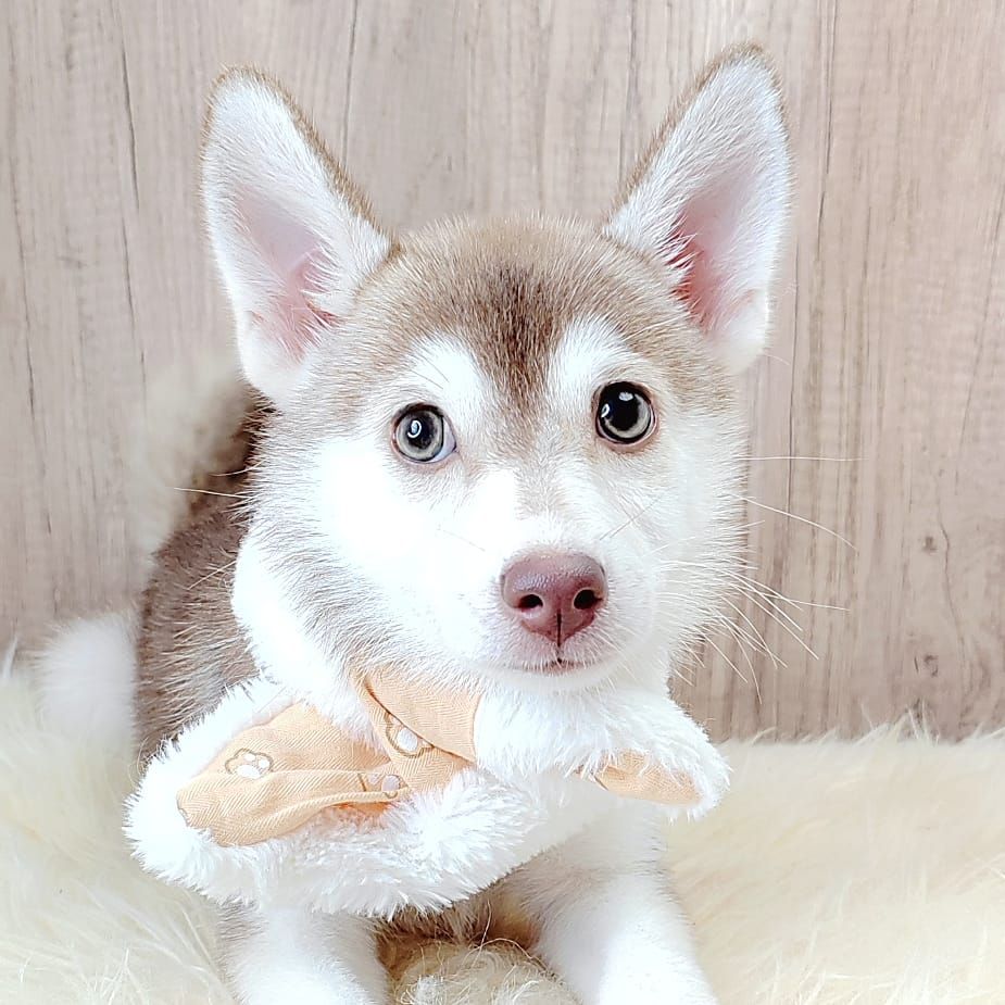 Pomsky 博士奇