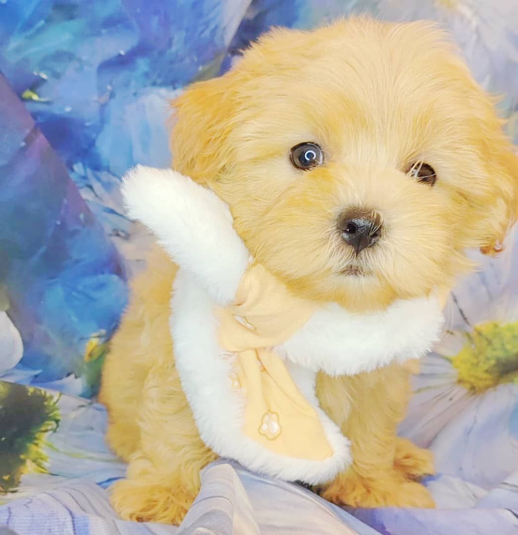 Maltipoo 马尔泰迪