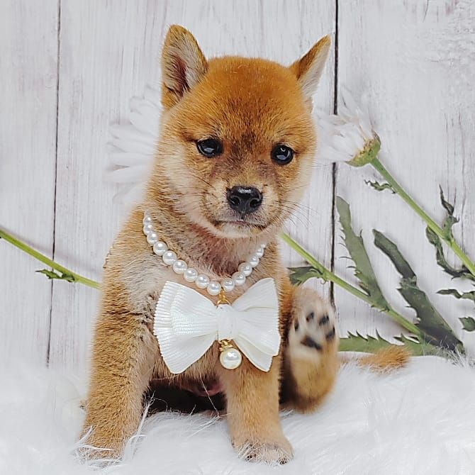 Shiba Inu 柴犬