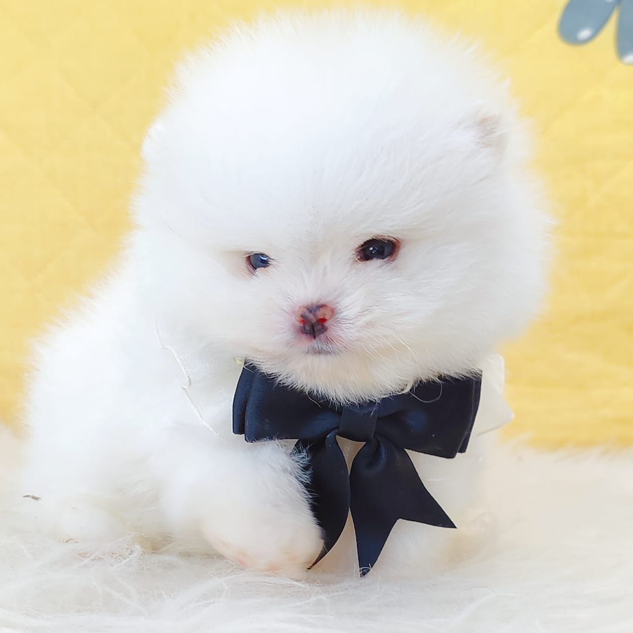 Pomeranian 博美