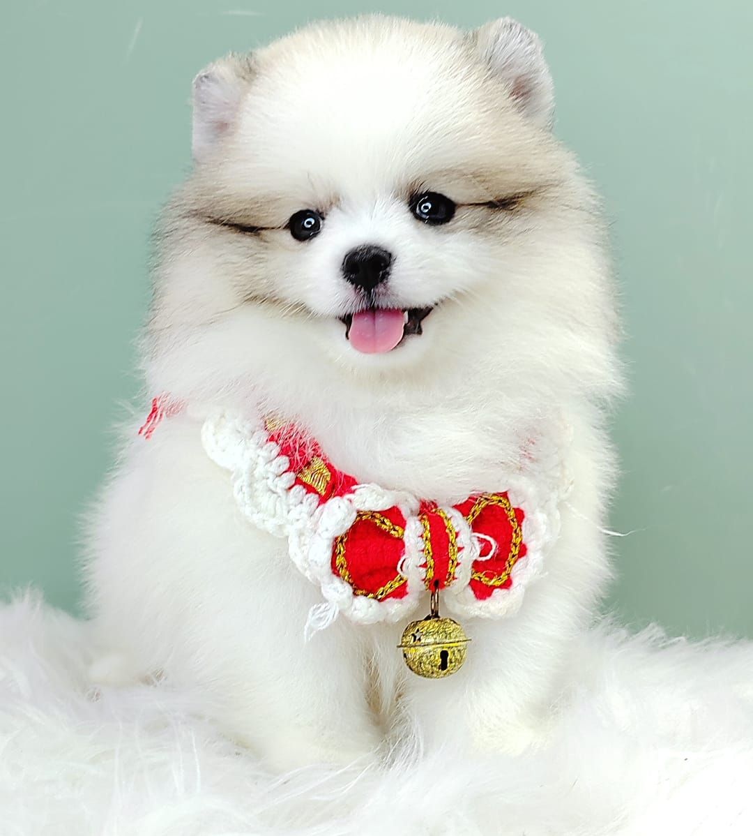Pomeranian 博美