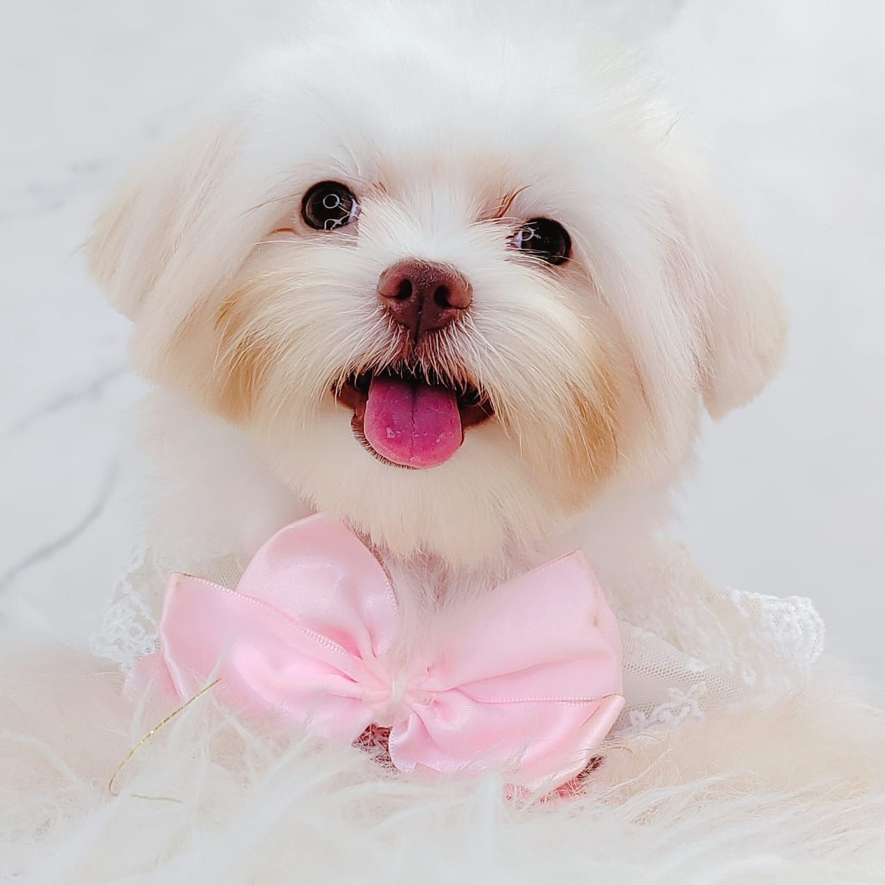 Maltese 马尔济斯