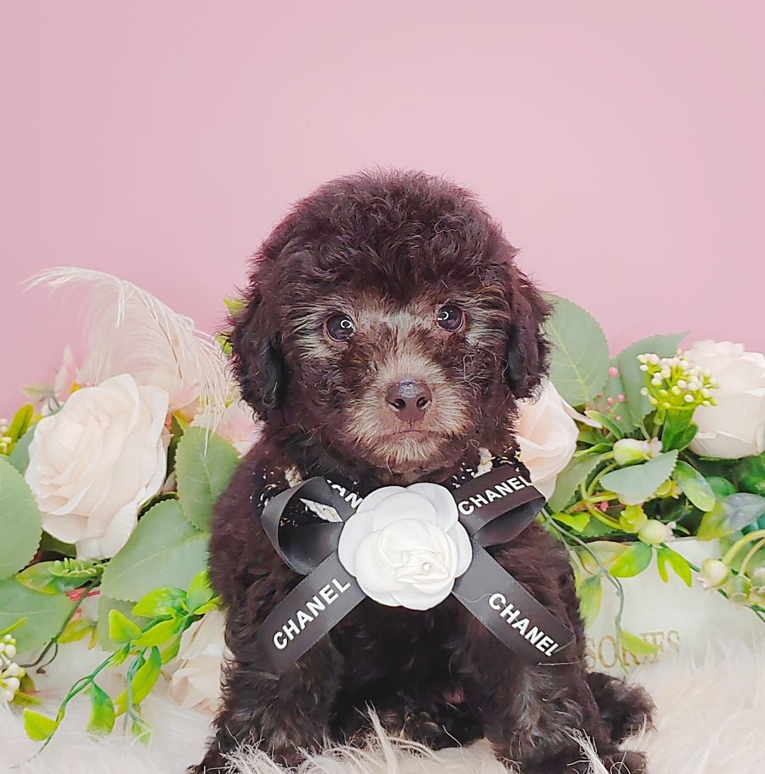 Poodle 娉拌开璐靛