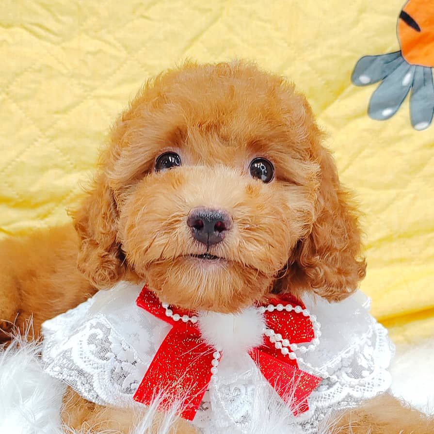 Poodle 娉拌开璐靛