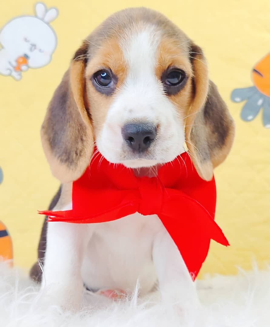 Beagle 米格鲁