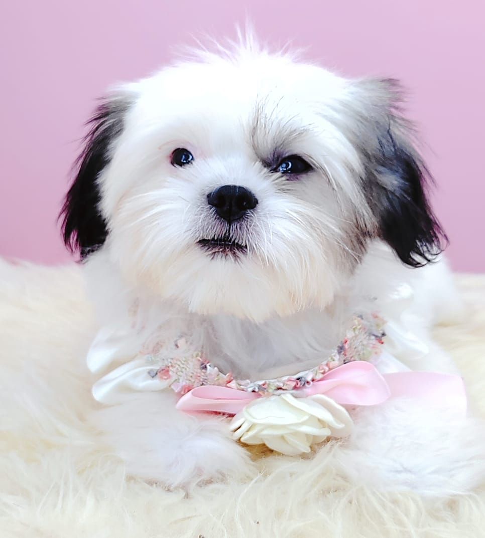 Shih Tzu 西施