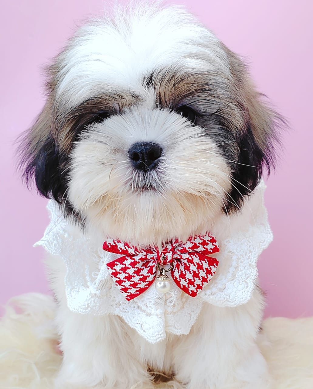  Shih Tzu 西施