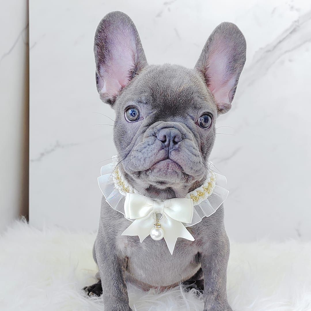 French Bulldog 法斗