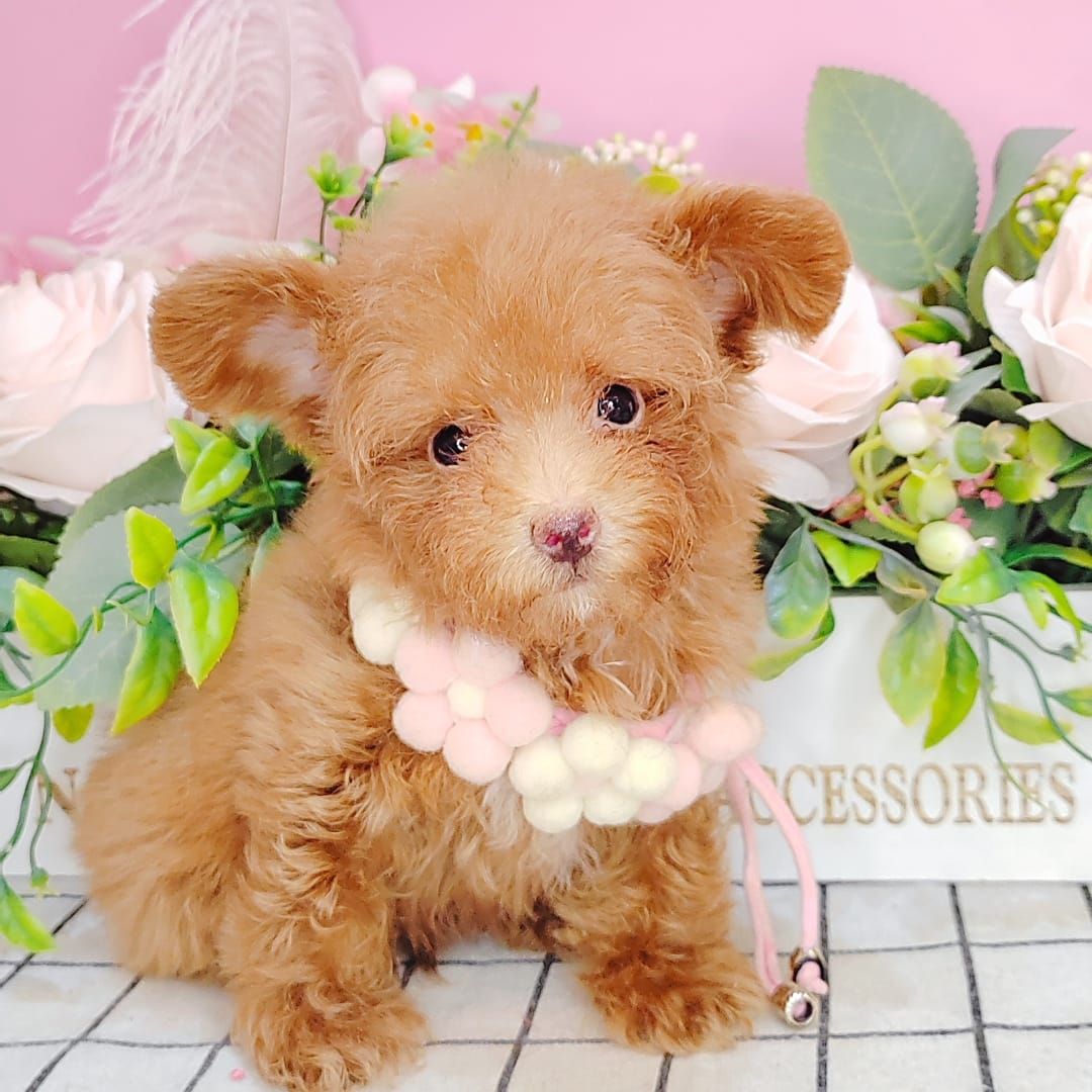 Poodle 娉拌开璐靛