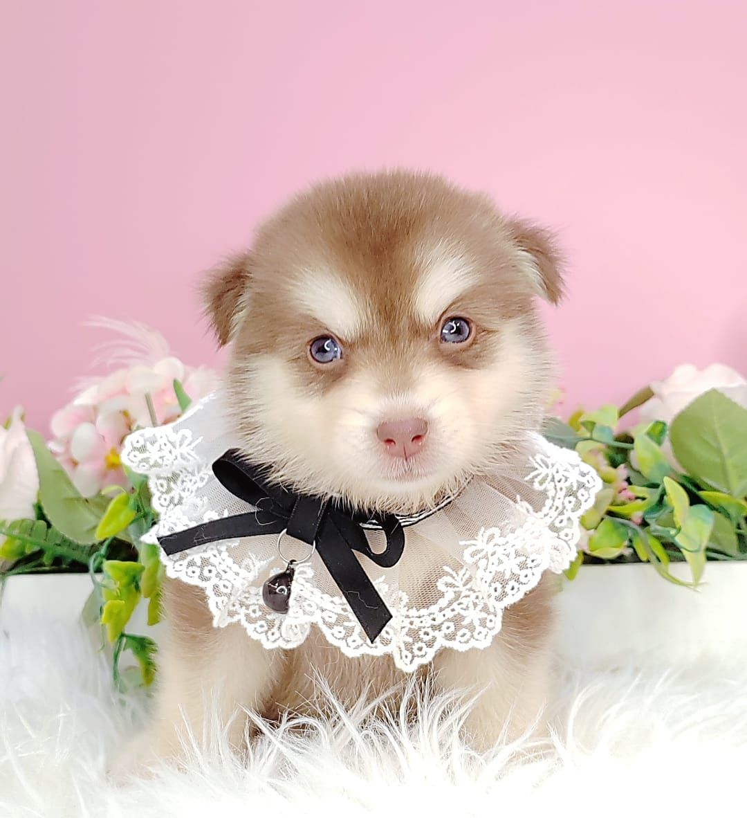 Pomsky 博士奇