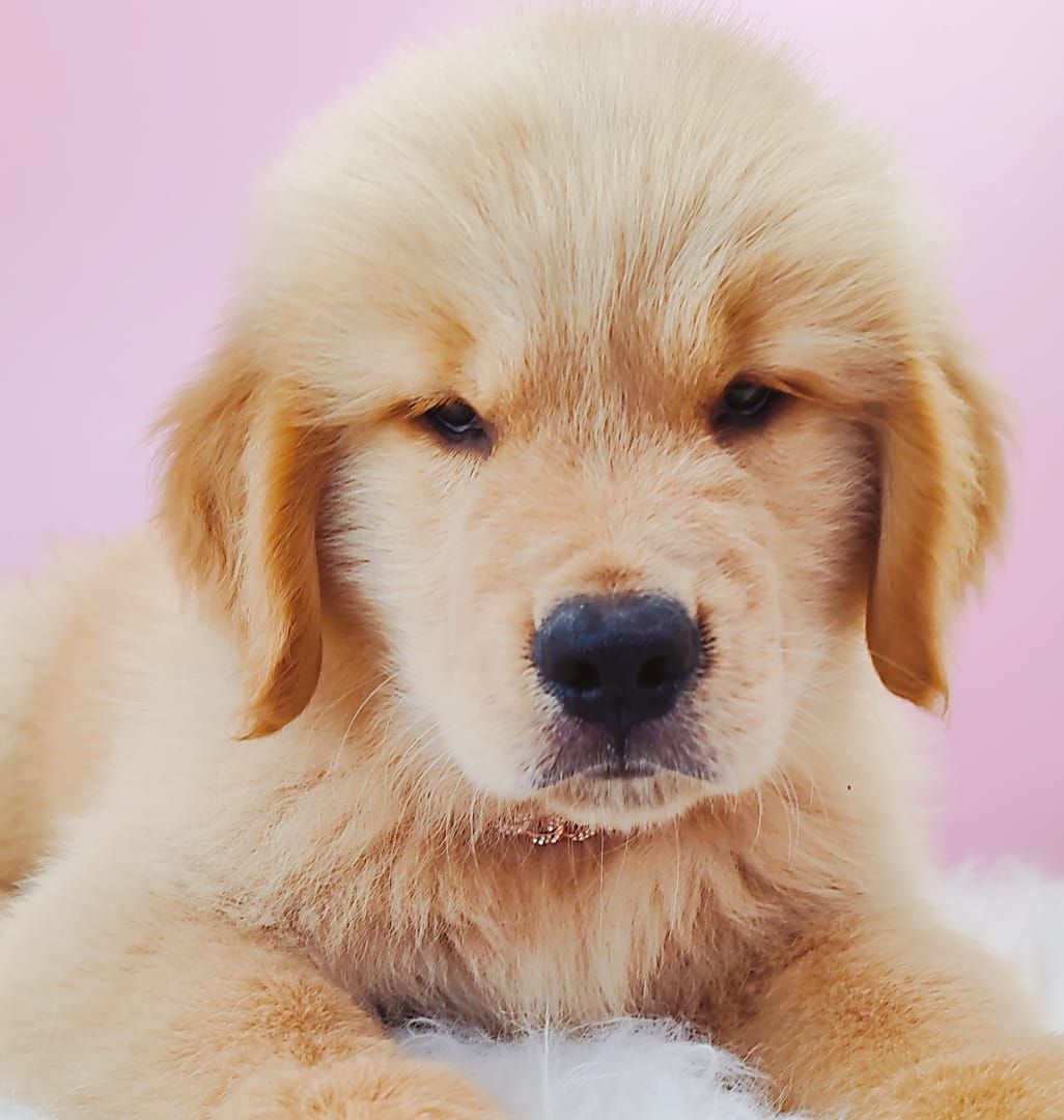 Golden Retriever 黄金猎犬