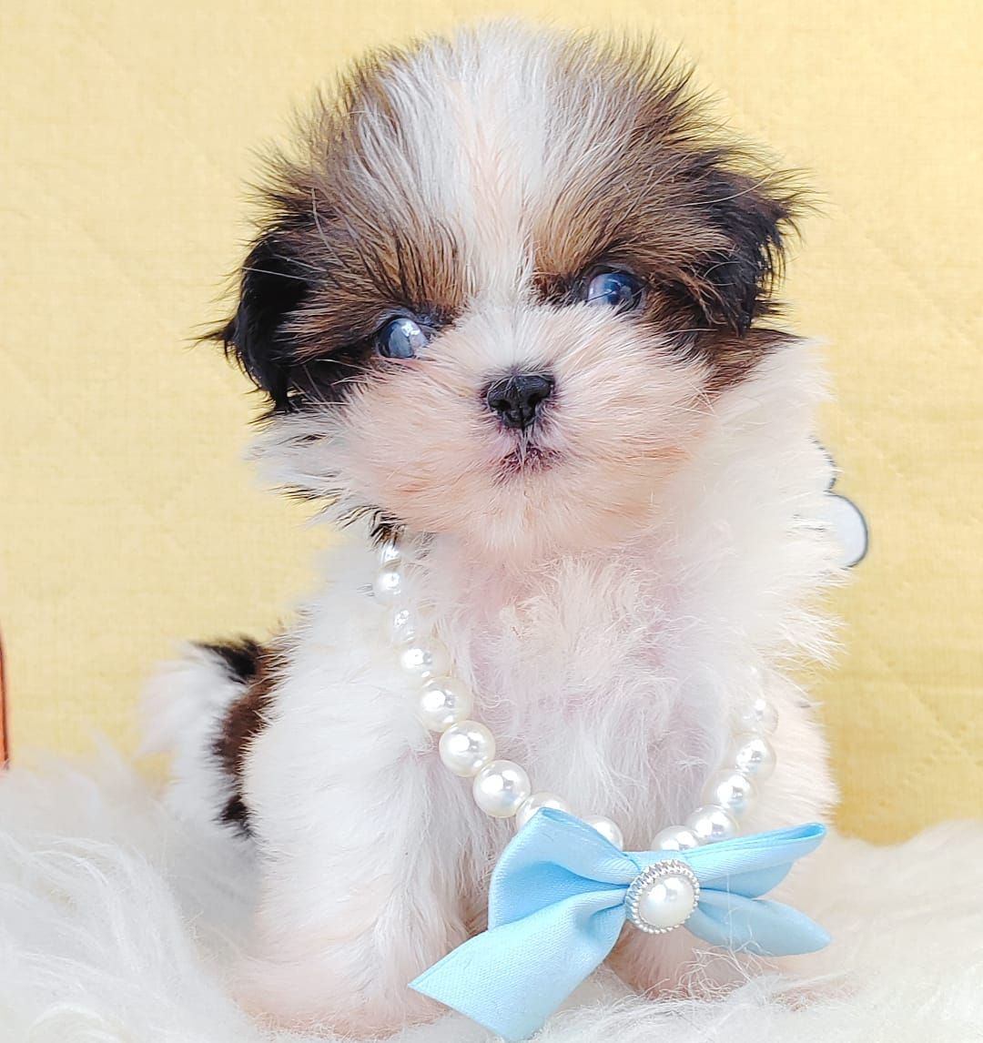 Shih Tzu 西施
