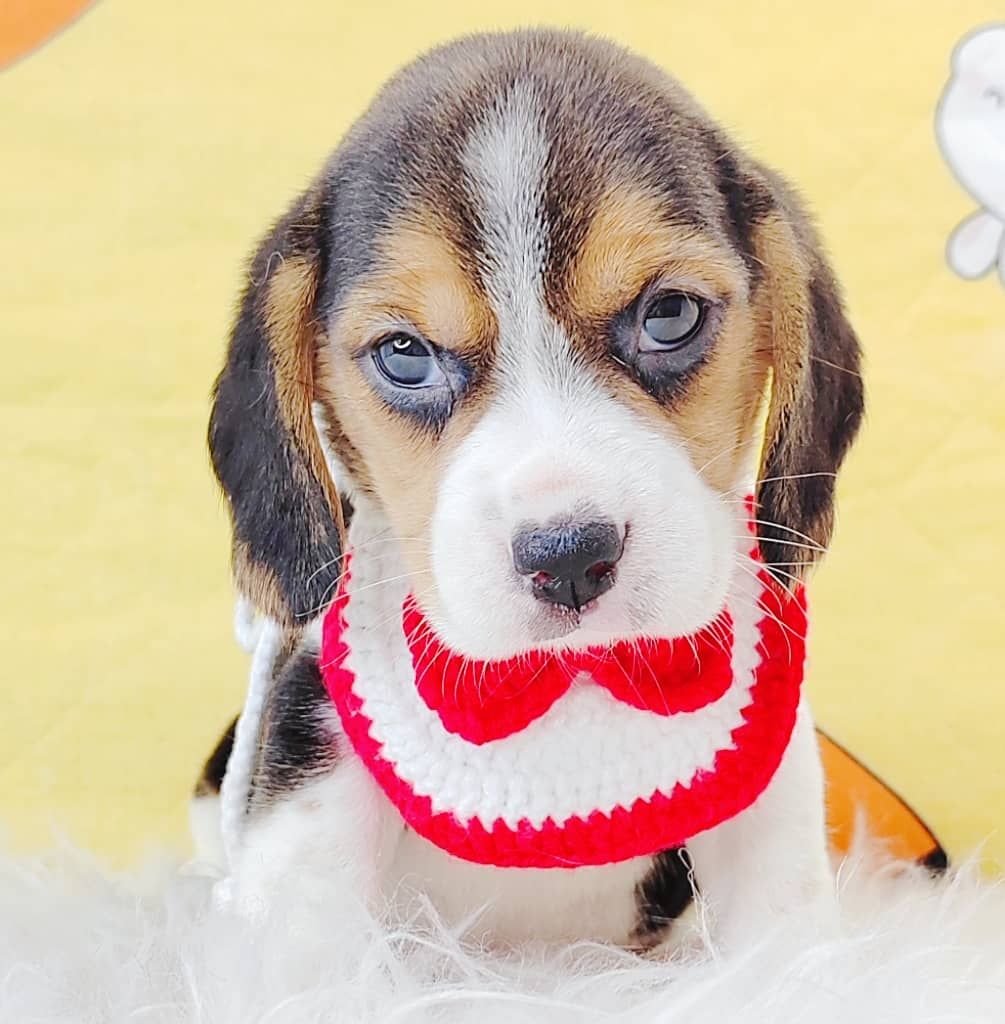 Beagle 米格鲁