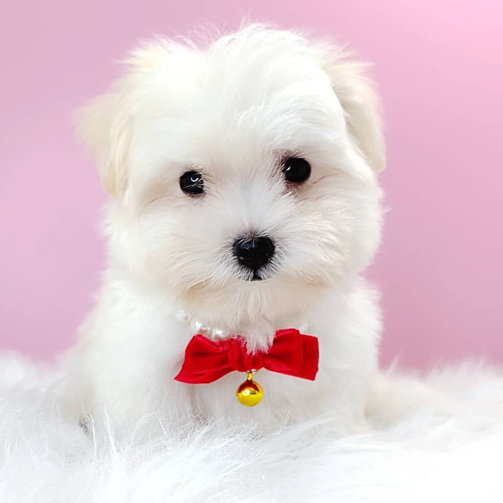 Maltipoo 马尔泰迪