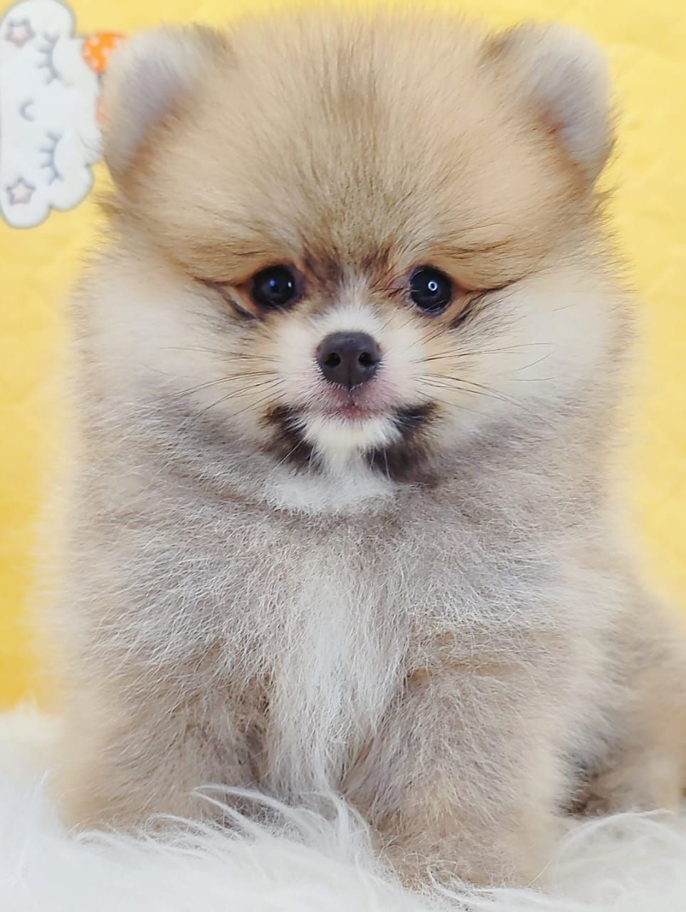 Pomeranian 博美