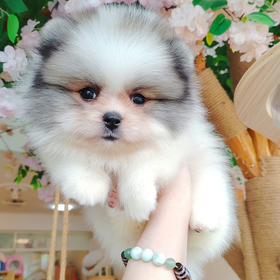 Pomeranian 博美