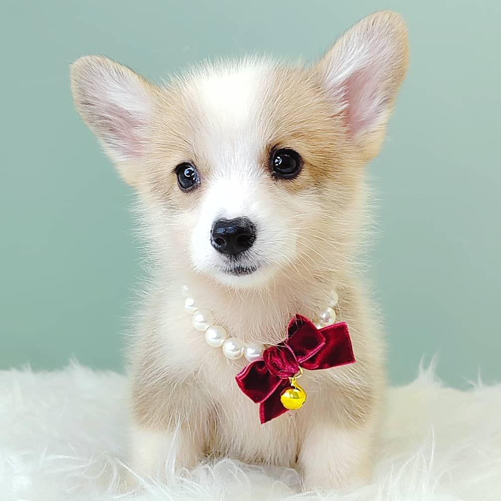 Corgi 柯基