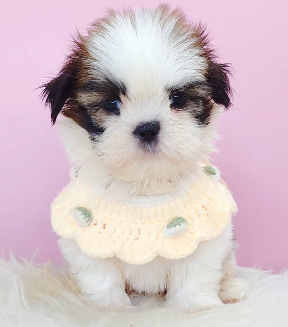 Shih Tzu 西施