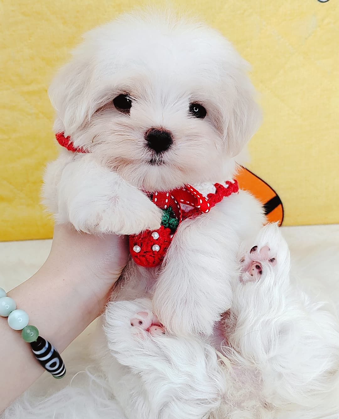 Maltese 马尔济斯