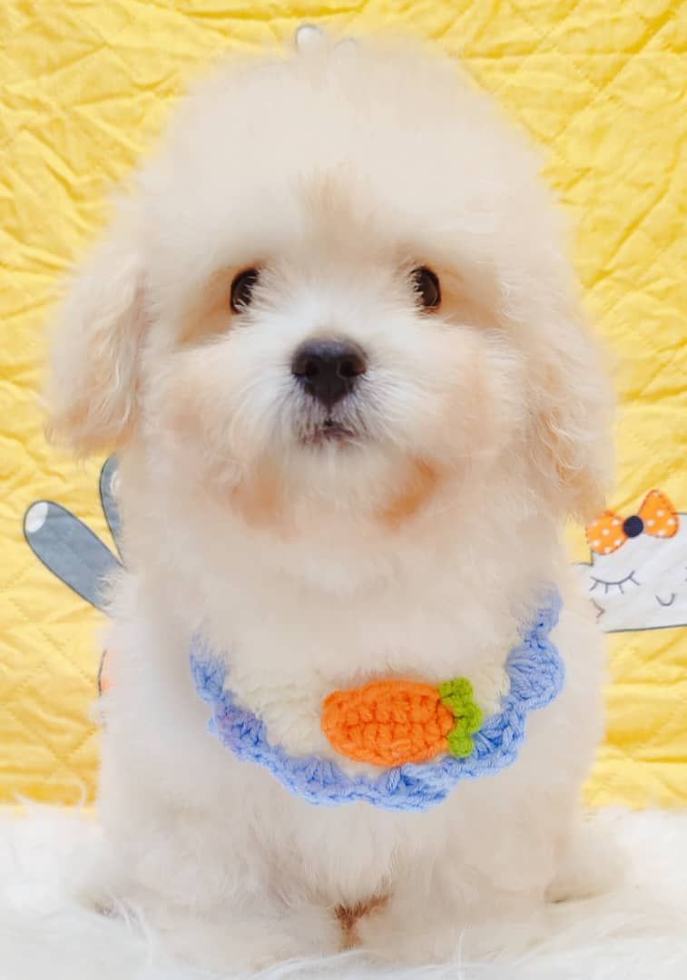 Poodle 娉拌开璐靛