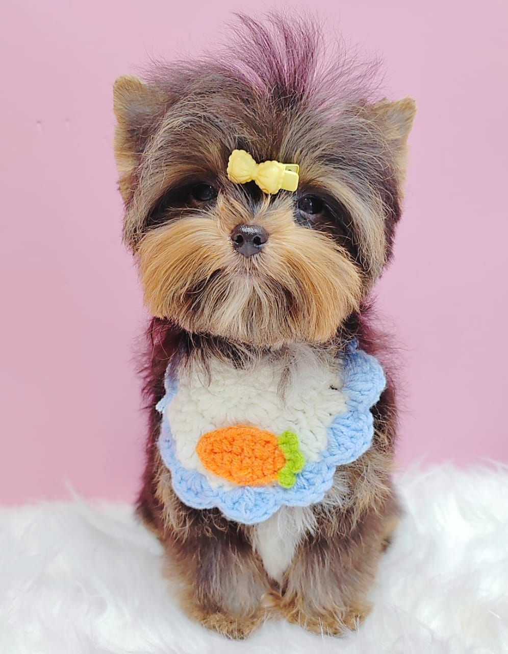 Yorkshire Terrier 约克夏