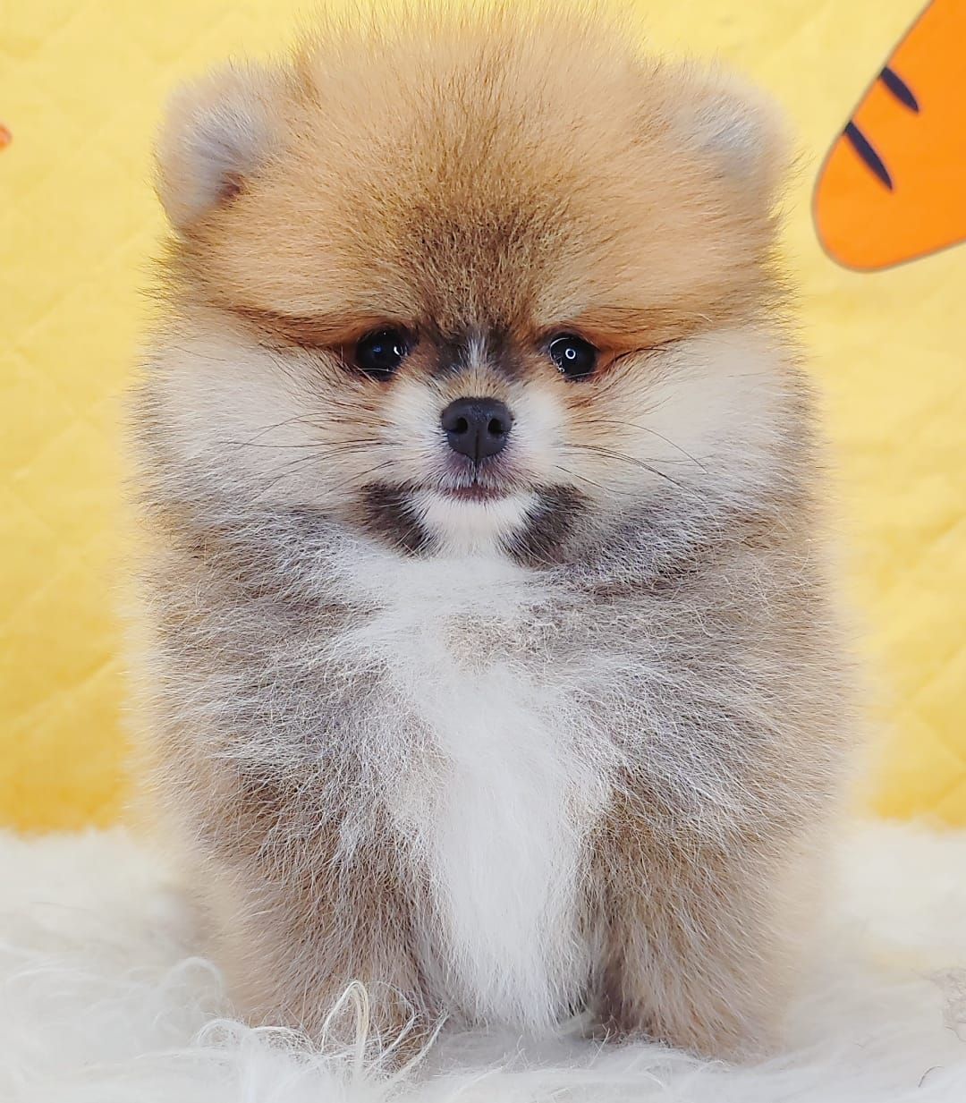 Pomeranian 博美