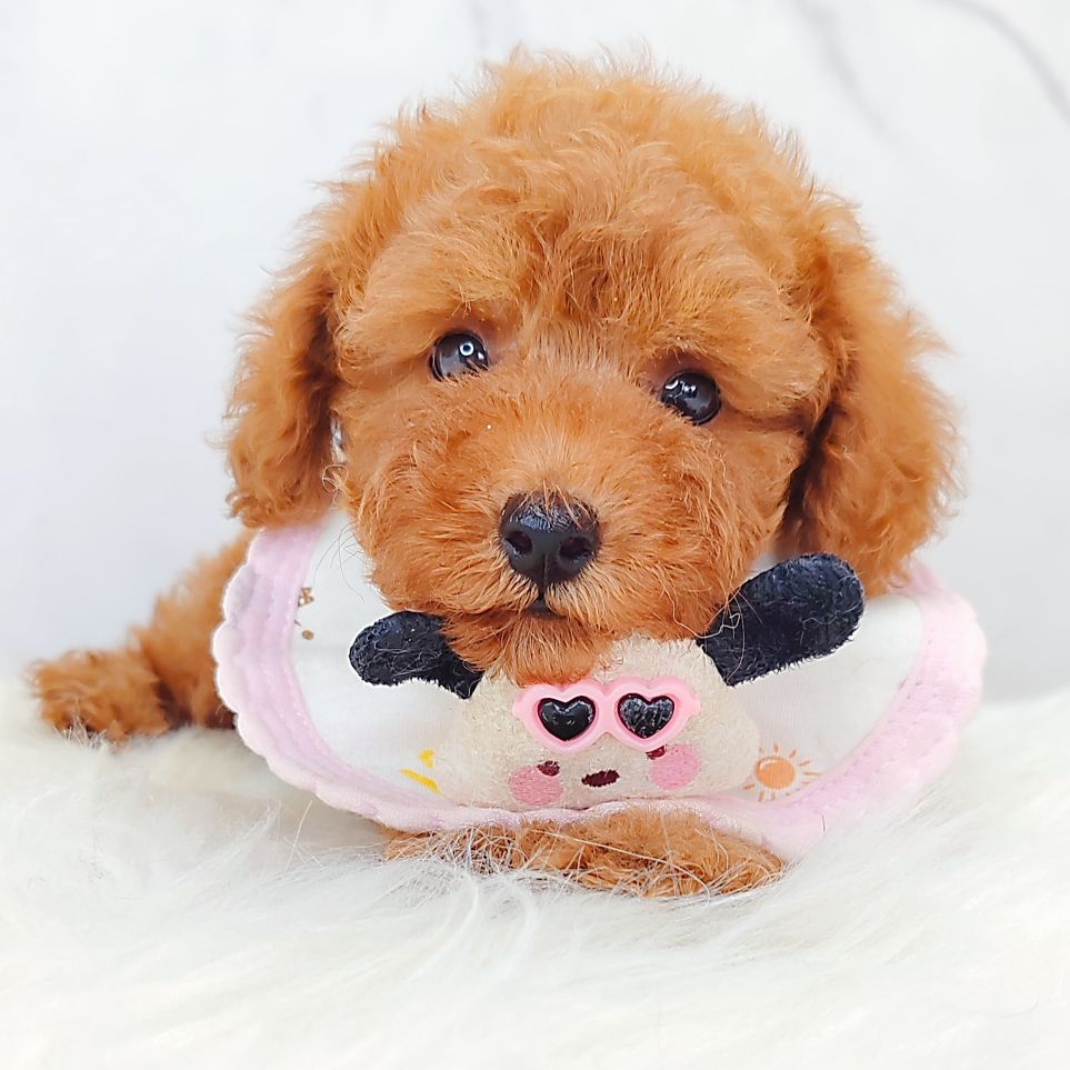 Poodle 娉拌开璐靛