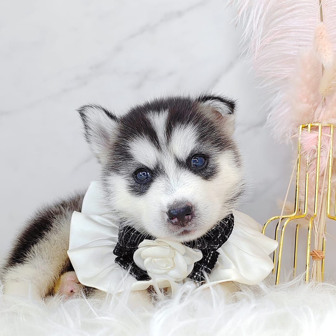 Wooly Husky 哈士奇