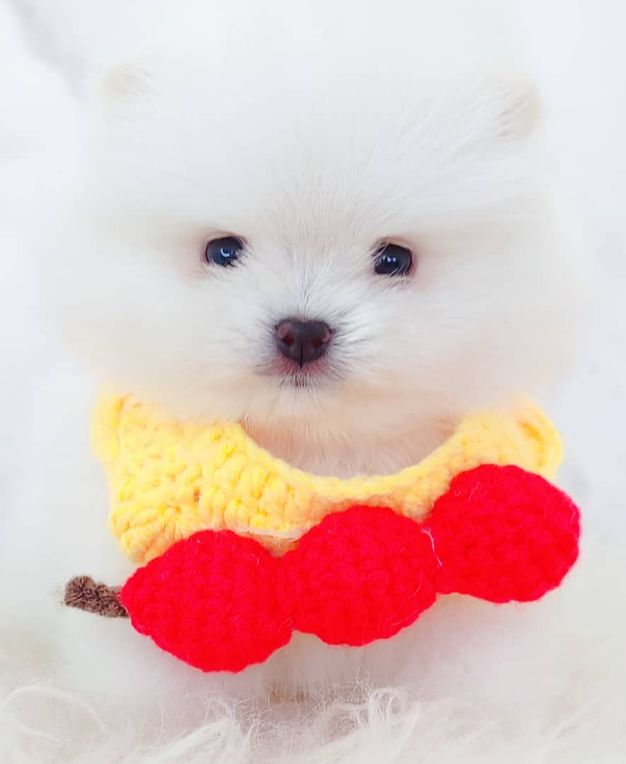 Pomeranian 博美