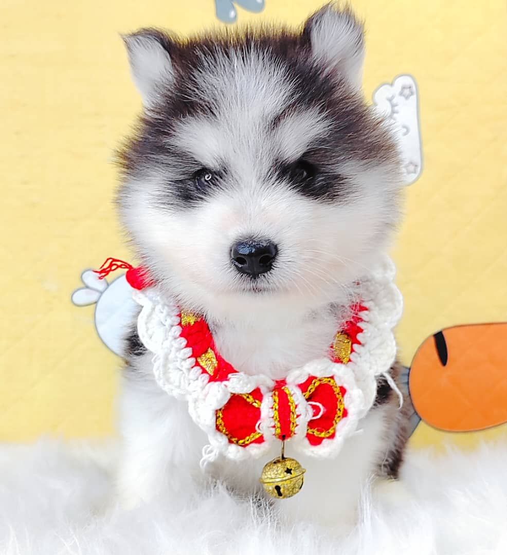 Wooly Husky 哈士奇