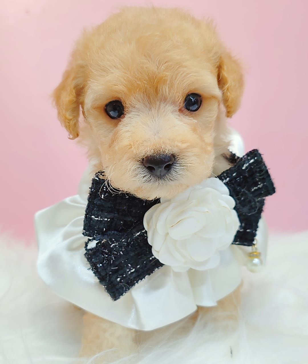 Maltipoo 马尔泰迪
