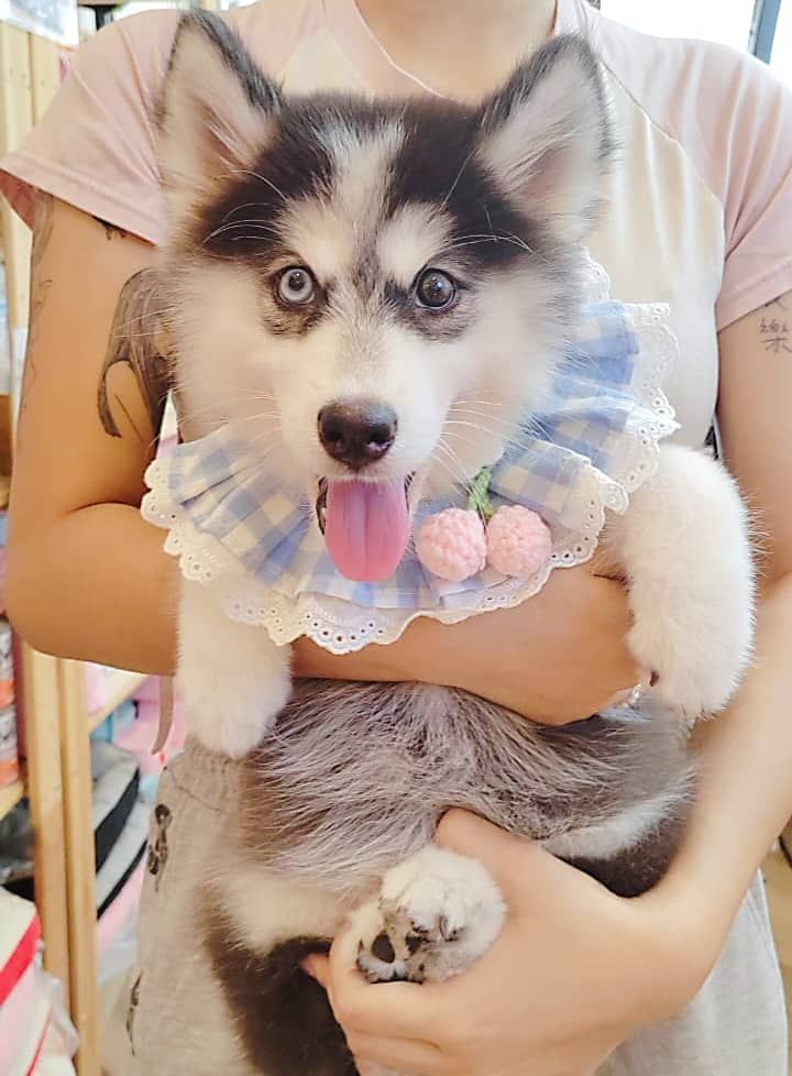 Wooly Husky 哈士奇