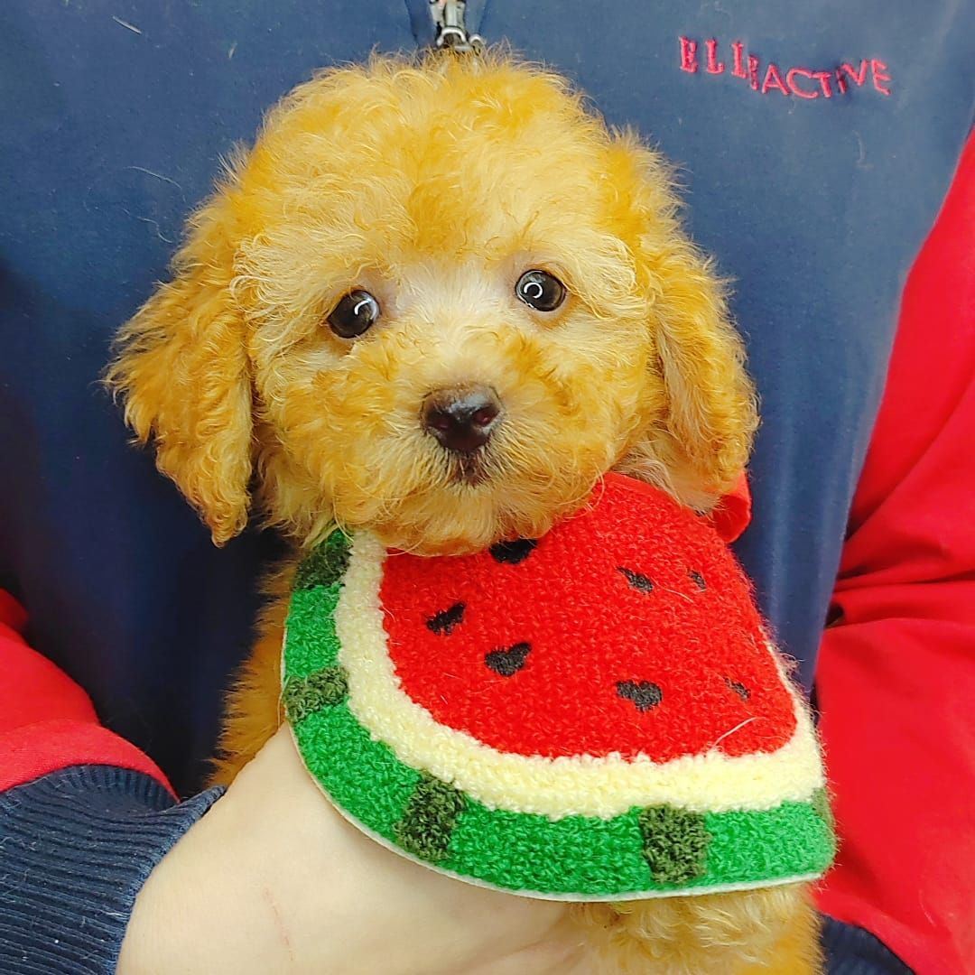 Poodle 娉拌开璐靛