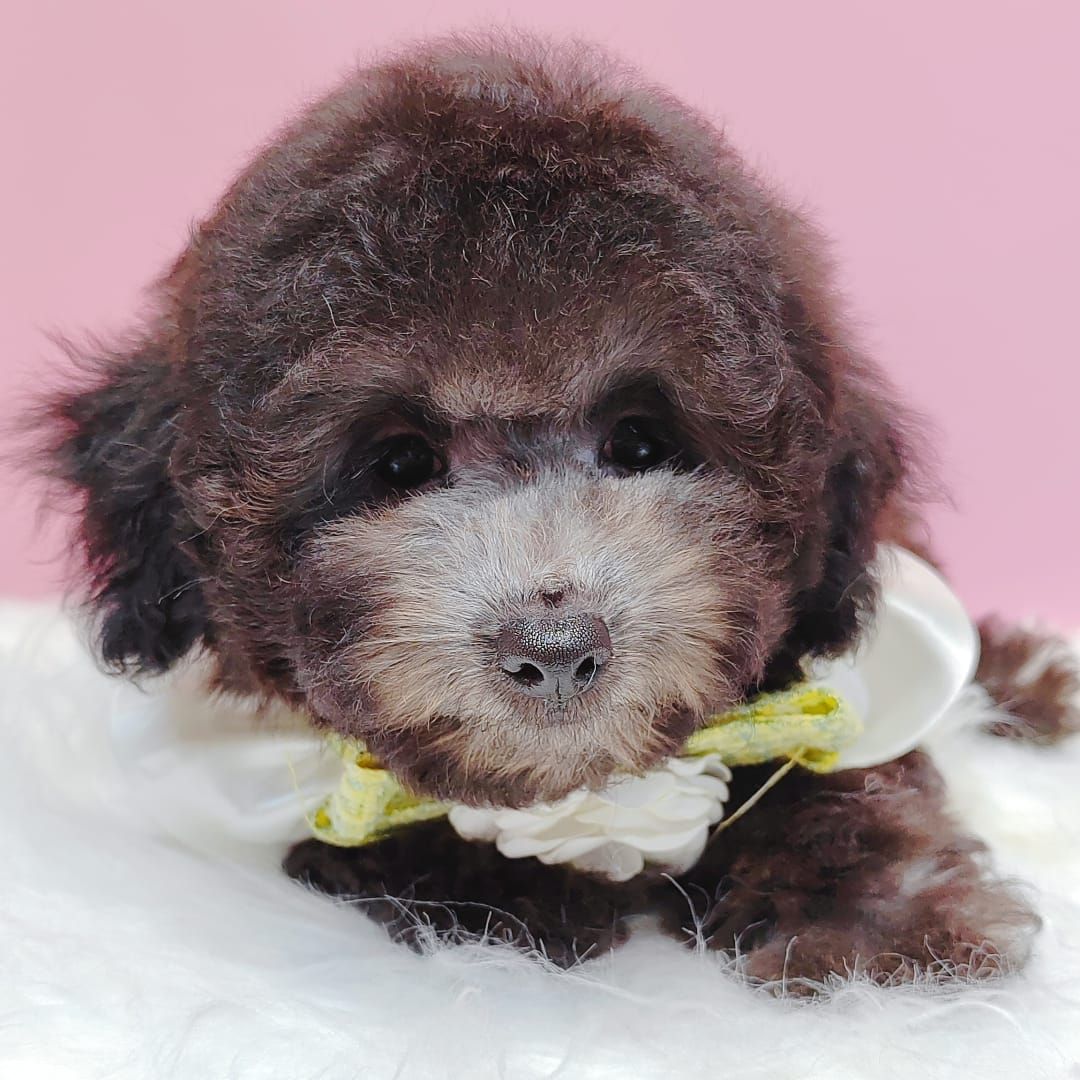 Poodle 娉拌开璐靛