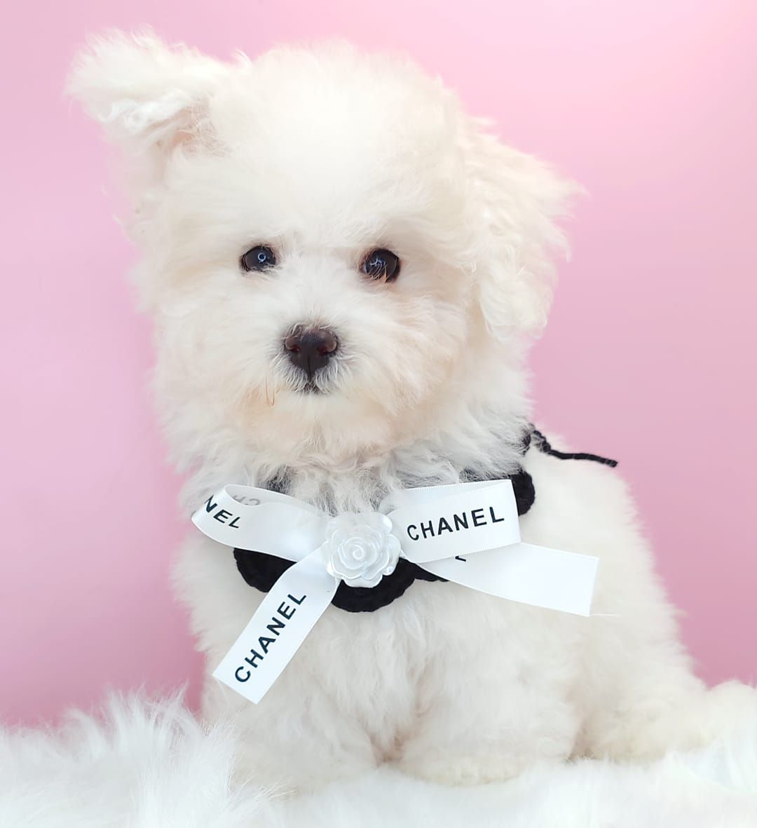 Poochon 泰迪熊