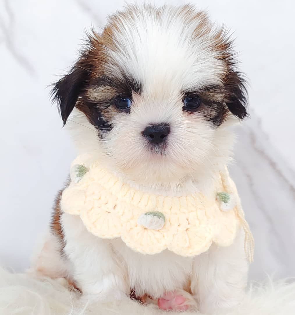 Shih Tzu 西施