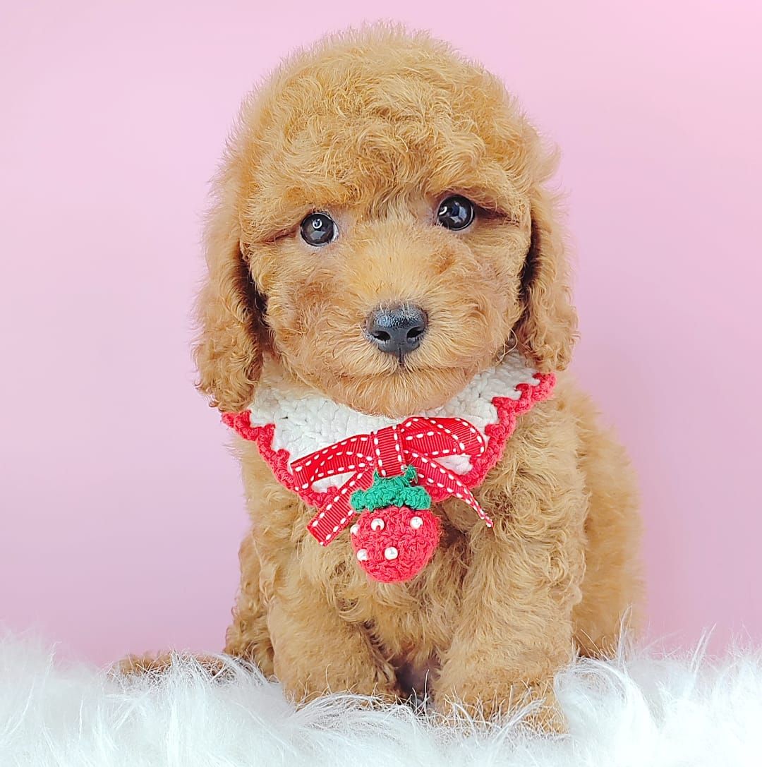 Poodle 娉拌开璐靛