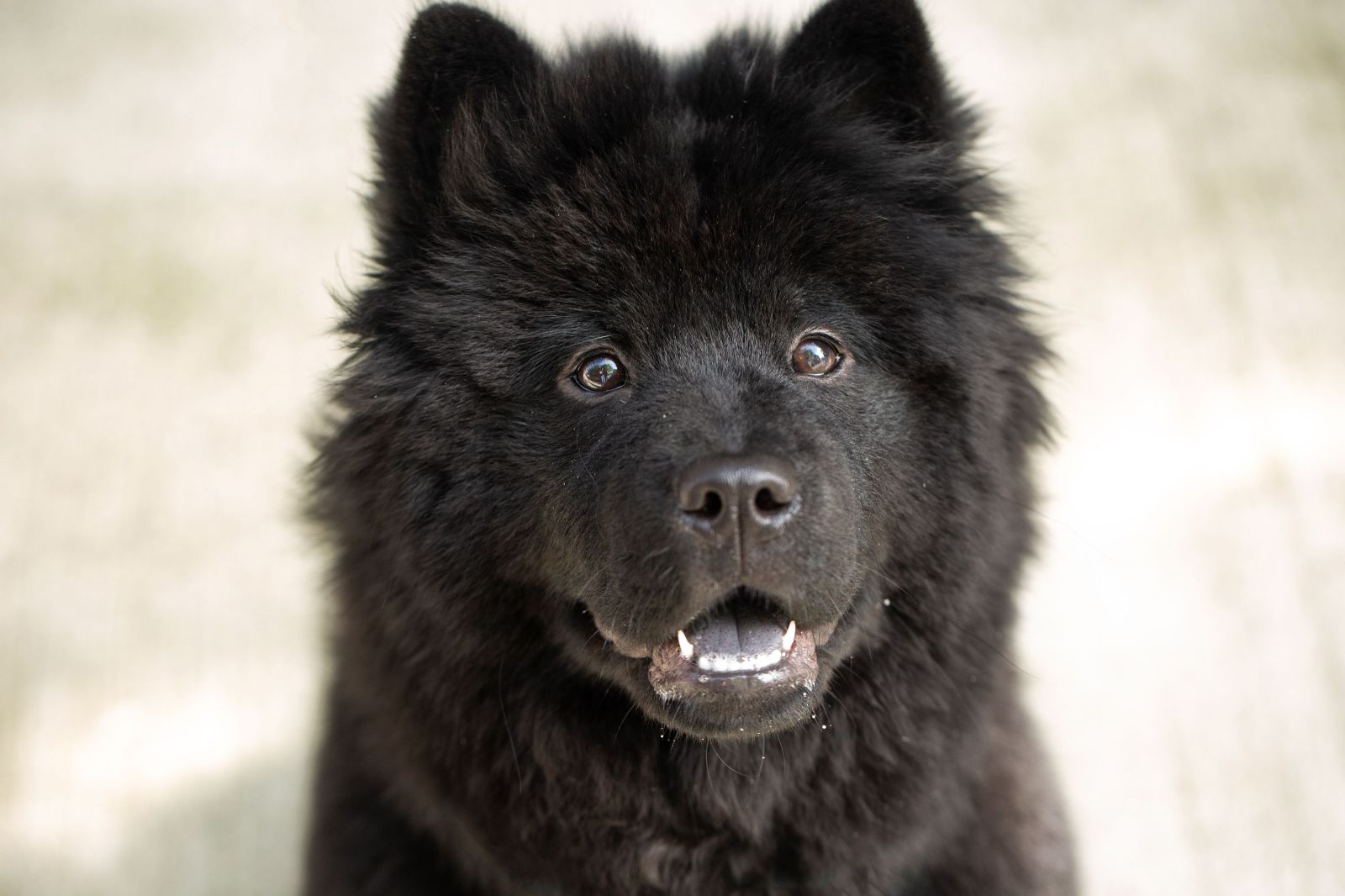 Chow Chow 松狮犬