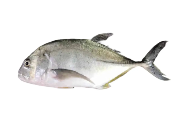 Frozen Ikan Nyok-Nyok Supplier Malaysia | Cheong Vege