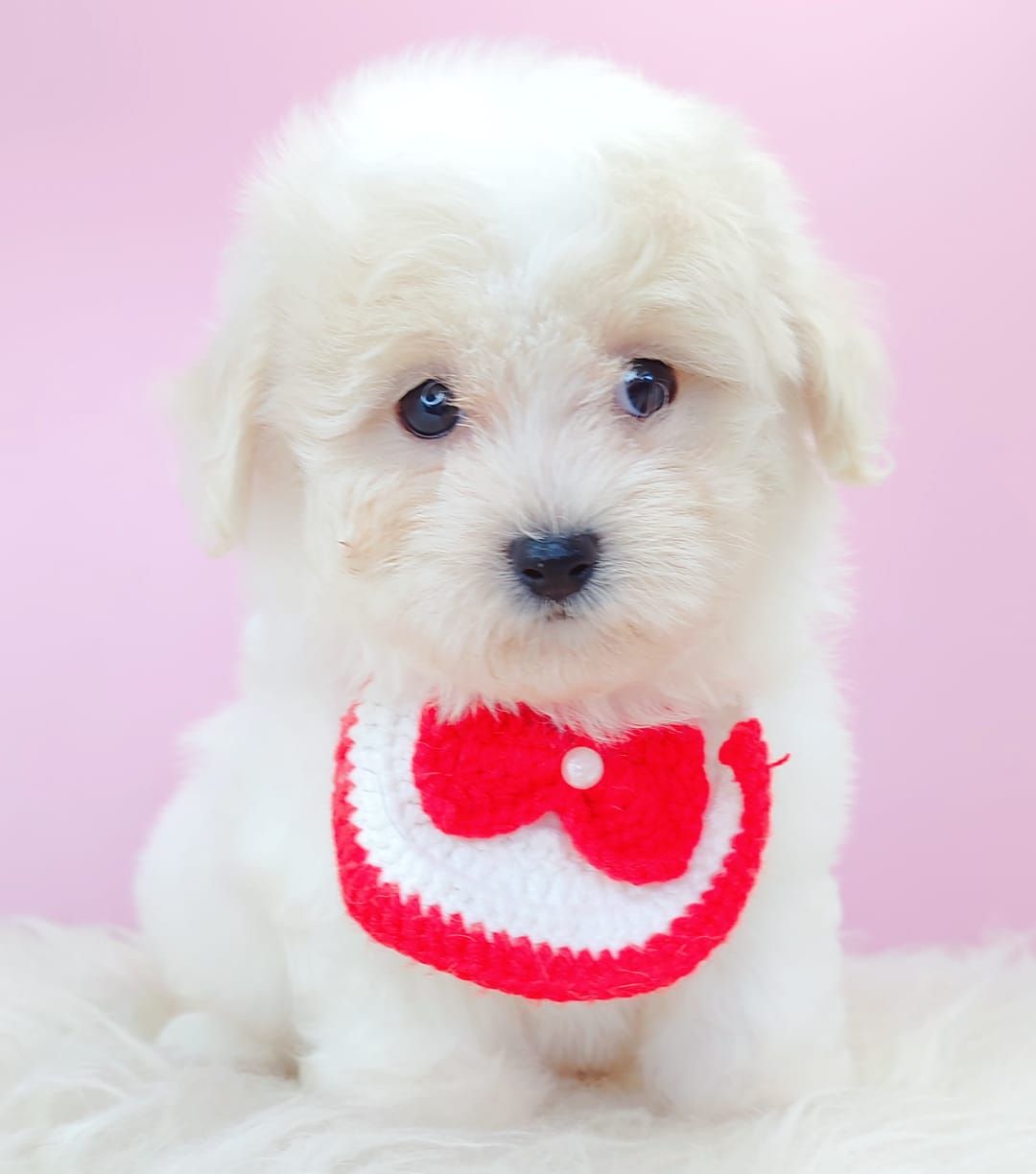 Maltipoo 马尔泰迪