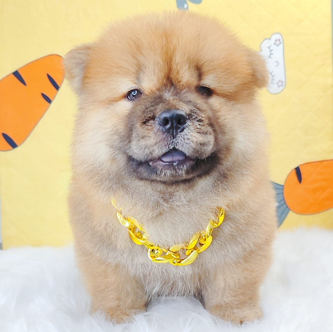 Chow Chow 松狮犬