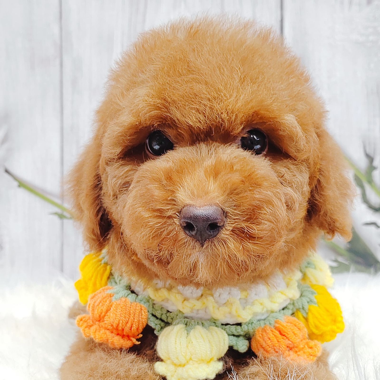 Poodle 璐靛娉拌开