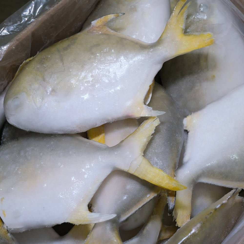 Frozen Ikan Bawal Emas