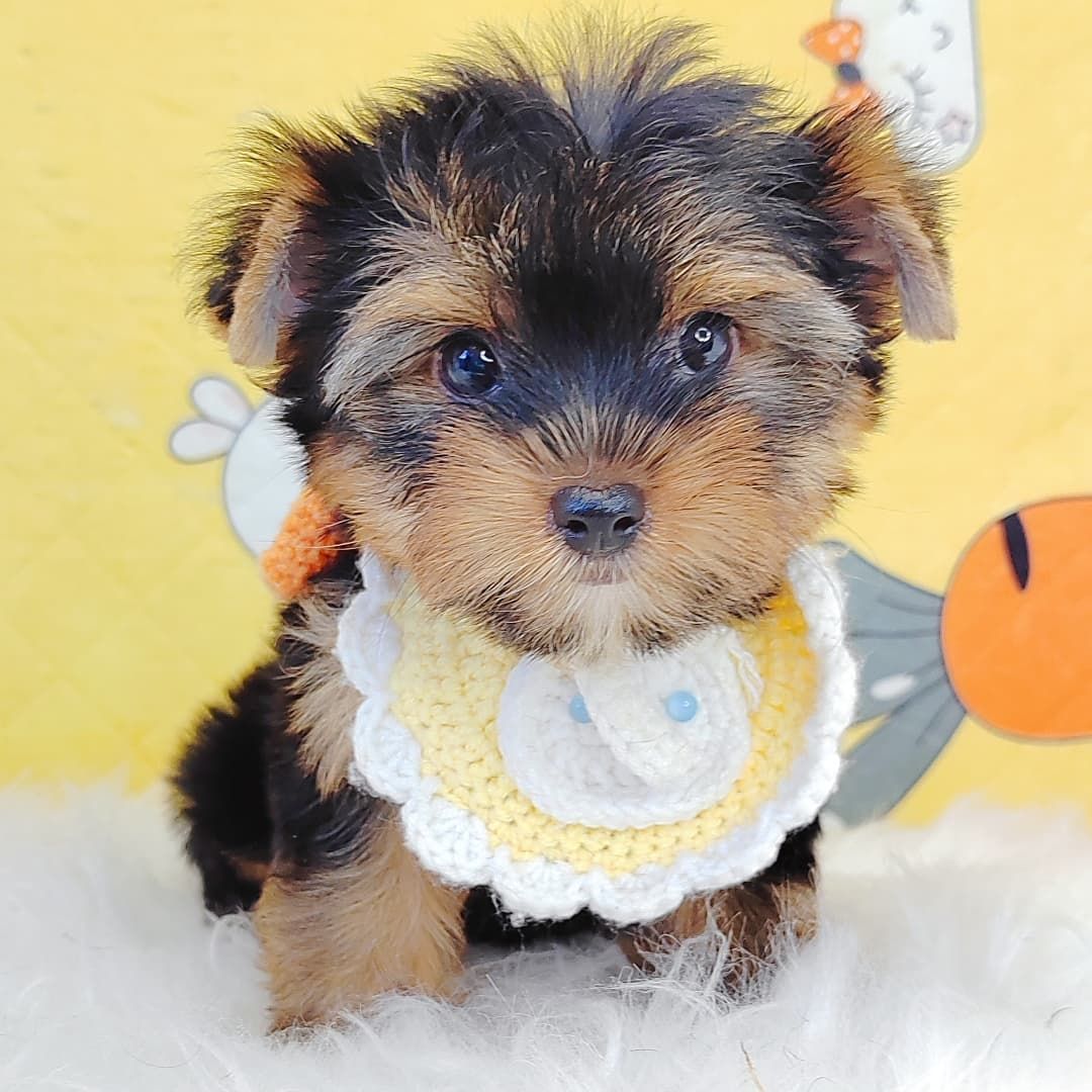 Yorkshire Terrier 约克夏
