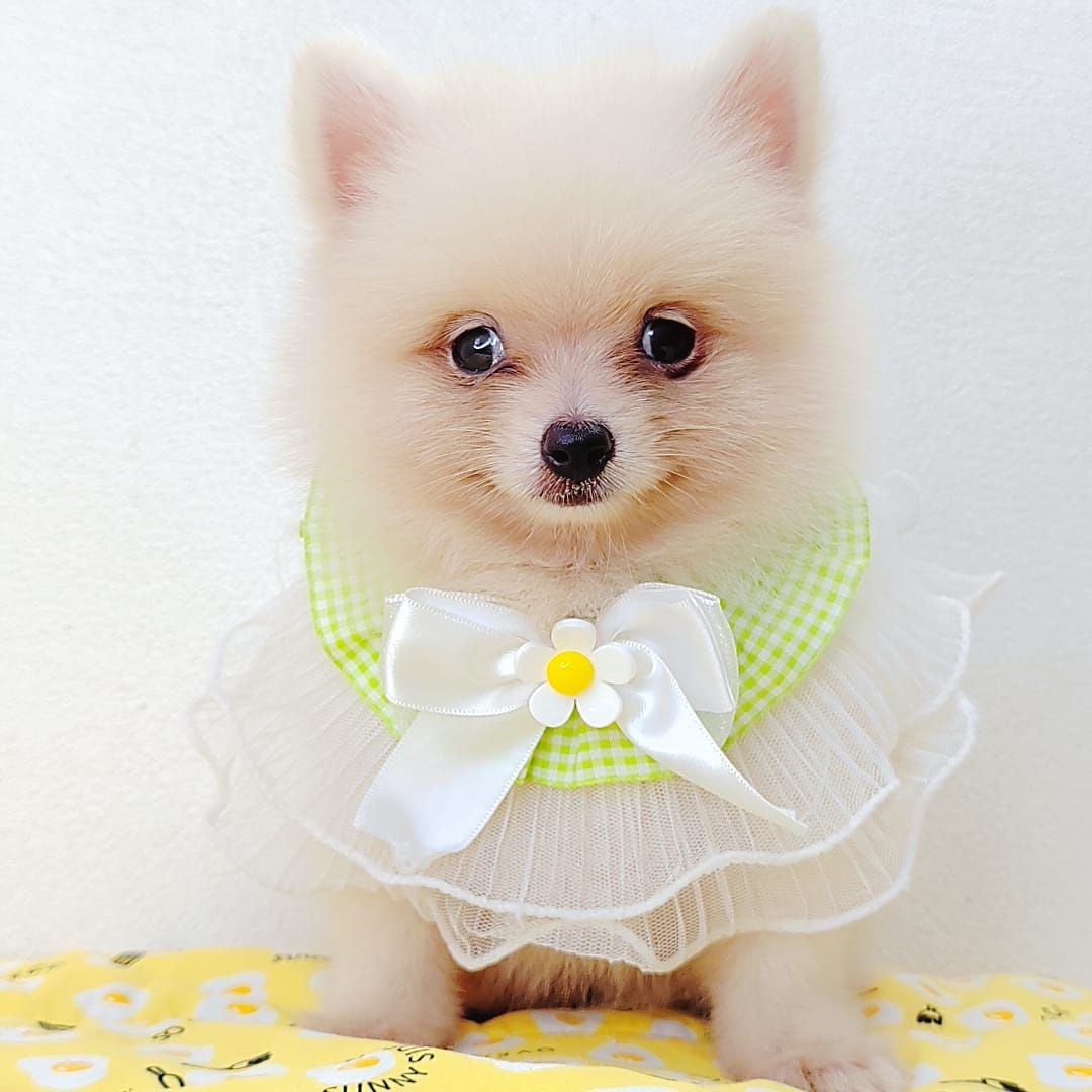 Pomeranian 博美