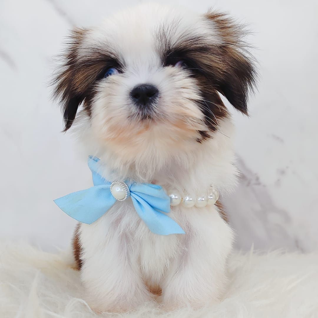 Shih Tzu 西施
